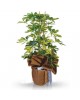 Schefflera (Şeflera) Bitkisi 2 KÖKLÜ
